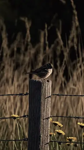 تحياتي لولد الأصول #الشاعر_محمد_العتمان #المنيا_اسيوط_سوهاج_قناا_الاقصر_اسوان #المنيا_اسيوط_سوهاج_قناا_الاقصر_اص١سوان #تحياتي_لجميع_المشاهدين_والمتابعين❤ام 