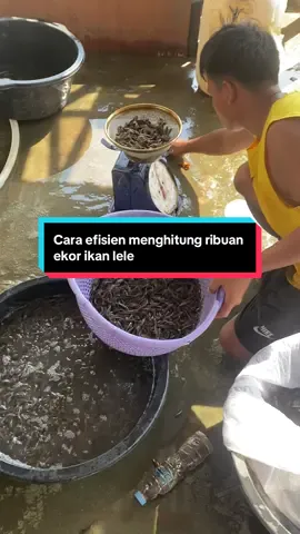 Salah satu cari menghitung lele puluhan ribu ekor yaitu dengan cara di timbang😁👍 #budidayaikan #petaniikan #bengkulu #perikanan #fypppppppppppppppppppppp 