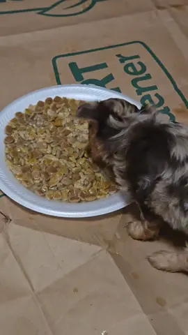 #creatorsearchinsights #puppiesoftiktok #perros #chihuahua #chihuahuastiktok 