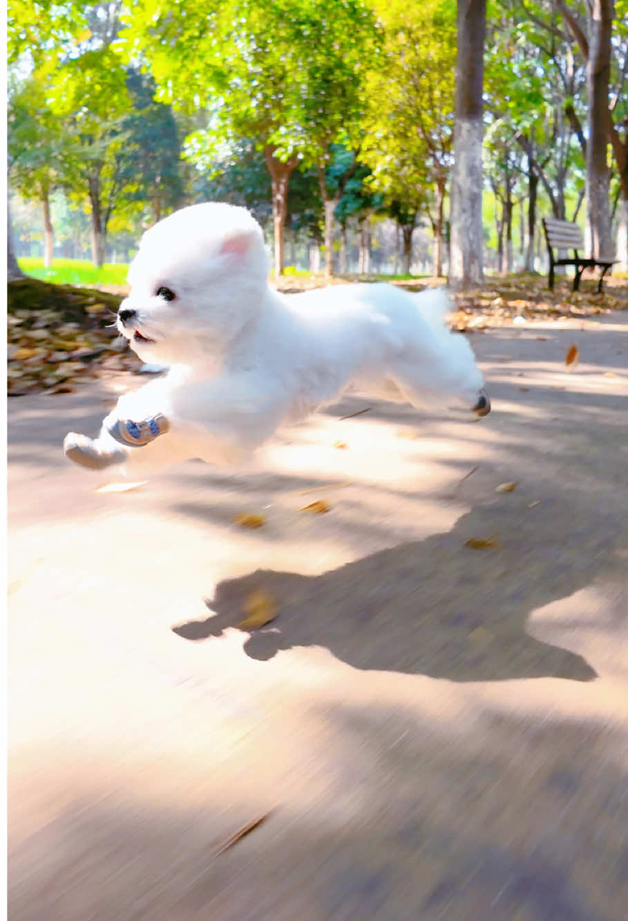 Jungle Son #bichon #cooldog #Running 