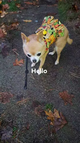 Pics: Live: Morn: 11/4/25: Contribute: The Princess says, 