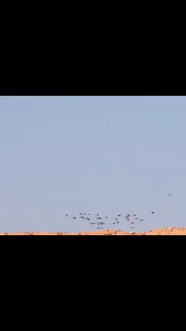 #القريات_الجوف_طبرجل_دومةالجندل_سكاكا #بلبول #صفار 