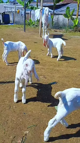 1 induk 5 anak 5anak x5.000.000=25.000.000 sekedar cita-cita ##kambingjumbo #etawasenikontes #kambingjuara #fyppppppppppppppppppppppp #fyp 