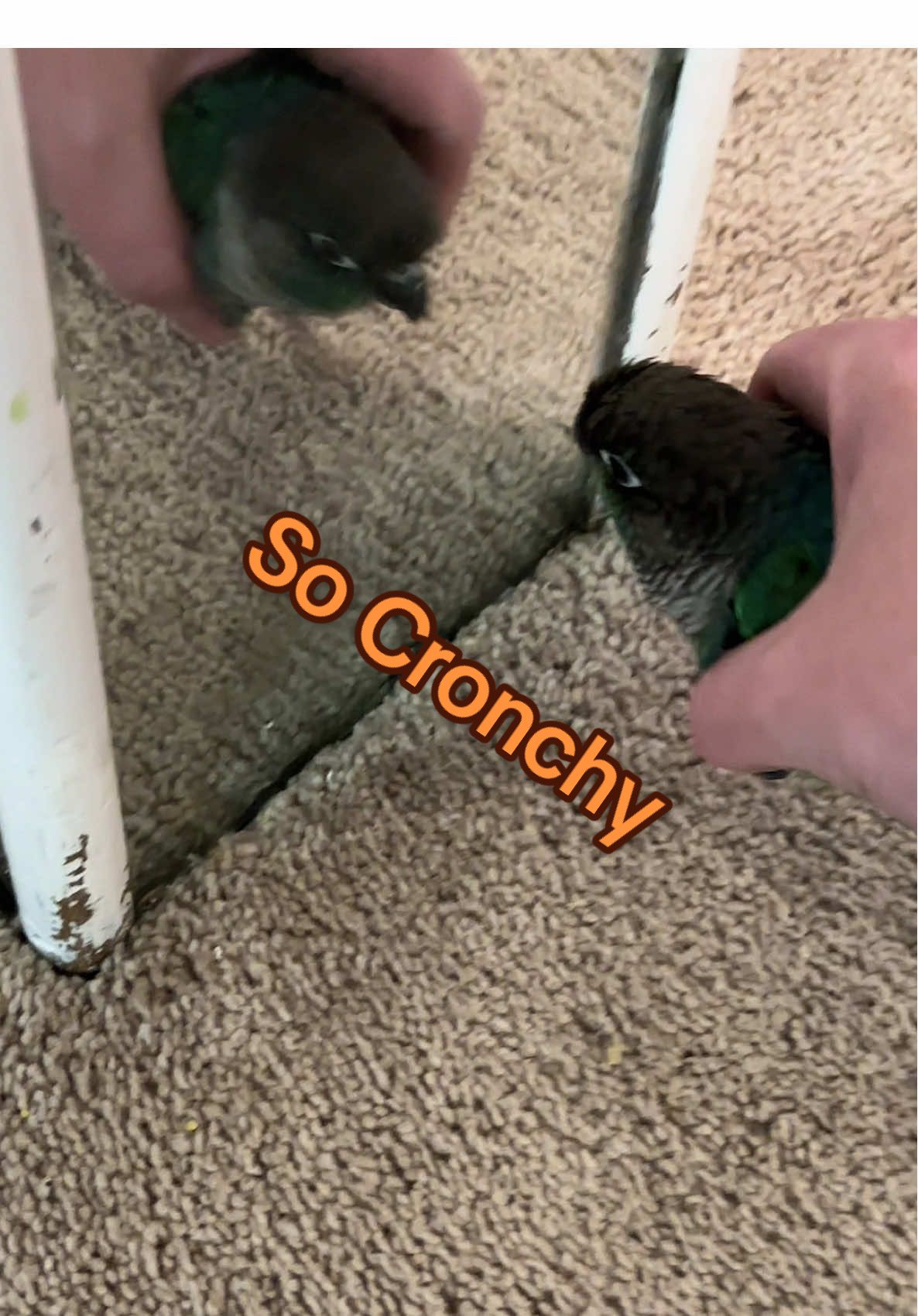 Delectable #conure #parrot #conuresoftiktok #fyp ##birbmemes