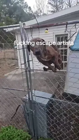 Poor dog needs help because he is stuck😅🤣#funnydog#foryou#funnyvideo#doglover#fyp 