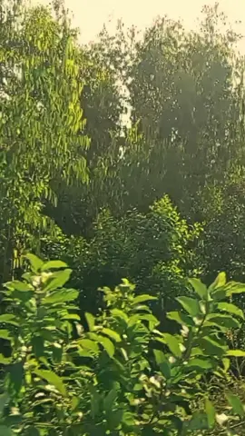 • ট্রেনের জানালা দিয়ে পাহাড়, ঝর্ণা আর সবুজে হারিয়ে যাওয়া এক স্বপ্নযাত্রা 🌄🏞️🚆 #foryou #hilight #CapCut #1 #foryoupage @👀 @MD INJAMAMUL HAQUE🇸🇦 @Bad Boy 🙃💔 @Mdtawfik billah @FAHIM...! @A͆L͆ A͆Z͆I͆Z͆U͆L͆ I͆S͆L͆A͆M͆ @JONAYAT. AHAMED.10 @JIBON 7HX! 