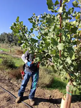 Poda de pistachos 