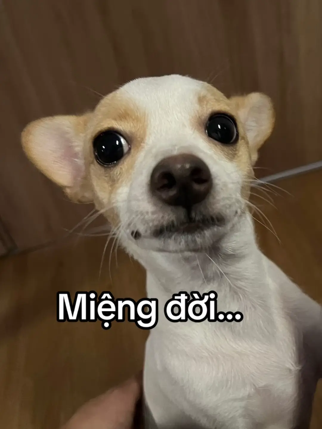 nữ quàng đoả noái nhoả cho các péh nghe 🍁💐🪻 đời mà, sống mà phải nghe lời re tiếng zào thì mới tô điểm thêm sắc mào cuột sốnk, 🪷🍁🪸việc cần là lơ đi mà sống tự điểm xuyến cho bản thân từng ngày thêm gực gỡa 🌸💐❤️ chỉ cók thêk mới vững bước giữa cuôck sốnk đầy rẫy những đìu tiếng cừi chuêzz #divabachtuyet #quotes #postcard #fyp #foryou 