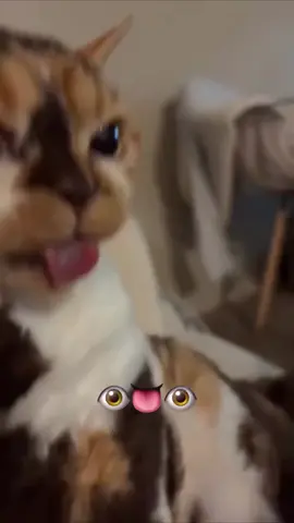 Wlee😛 #cat #cats #catlover #catlovers #fyp
