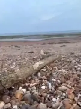 #Meme #MemeCut #CapCut 