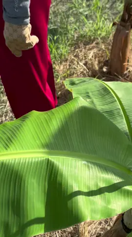 Sắp 23 nồi bánh chưng mà chỉ dư được có 20cây “chuối”🥹#xuhuongtiktok #fyp #xuhuong #chuốibantayphat 