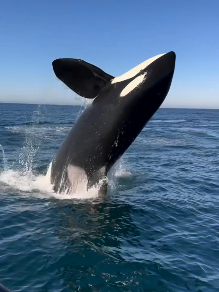 Last one is my favorite 🔥 #nature #wild #facts #DidYouKnow #mindblowingfacts 