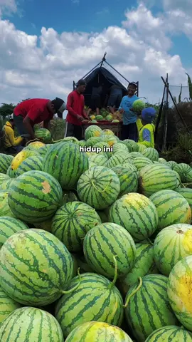 panen semangka tb kuning