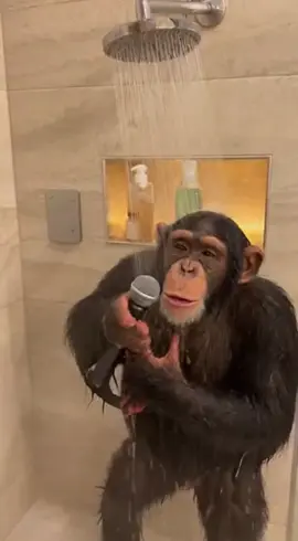 #monkey #song #tiktok #beautiful 
