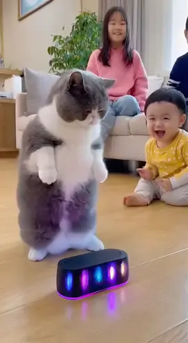 #ai #douyin #funny #cat #funnyvideos 