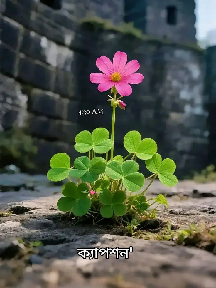 আমি জানি, আপনাকে আর পাওয়া হবে না... কিন্তু তাতে কি? ভালোবাসা তো পাওয়ার জন্য নয়, অনুভব করার জন্য! আর আমি আপনাকে প্রতিটা মুহূর্তে অনুভব করি! আমি আজ আপনার থেকে অনেক দূরে, হয়তো আপনি আমার অস্তিত্বের খবরও রাখেন না; তবুও আমার হৃদয়ে আপনি ঠিক আগের মতোই আছেন! সময় কেটে যাবে, বয়স বাড়বে, জীবন বদলে যাবে; কিন্তু আমার অনুভূতি সেটার একটুও পরিবর্তন হবে না! একদিন আমি বৃদ্ধ হবো, শরীরে ক্লান্তি আসবে, হাঁটতে কষ্ট হবে, হয়তো হাত কাঁপবে! কিন্তু জানেন.?  আমার মনের মধ্যে আপনার স্মৃতিগুলো তখনও ঠিক আগের মতোই তরুণ থাকবে! আপনার সেই হাসি, আপনার কন্ঠস্বর, আপনার চোখের গভীর মায়া-কিছুই হারাবে না বরং আরও গভীর হয়ে থাকবে! হয়তো বৃদ্ধ বয়সে কোন এক সন্ধ্যায় জানালার পাশে বসে থাকবো, বাতাসে হালকা শীতল পরশ থাকবে, আর আমি হারিয়ে যাবো সেই ফেলে আসা দিনগুলোর স্মৃতিতে! মনে পড়বে আমাদের হারিয়ে যাওয়া কথাগুলো, না বলা অনুভূতিগুলো! মনে পড়বে আপনাকে পাওয়ার কি তীব্র ইচ্ছে ছিলো আমার! সময় হয়তো আপনাকে আমার জীবন থেকে দূরে নিয়ে গেছে কিন্তু হৃদয় থেকে এক মুহূর্তের জন্য সরাতে পারে নি! আপনি আছেন, থাকবেন, যতদিন আমার নিঃশ্বাস থাকবে ততদিন! - জীবনের শেষ দিনেও যদি কেউ আমাকে জিজ্ঞেস করে, 