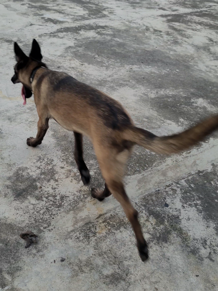 farm dog 🚜 🌱 #malinois #fypシ゚ 