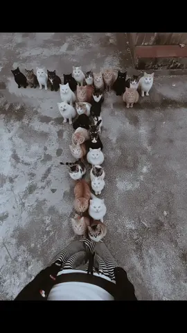 Ai tạo hàng chữ cái bằng mèo Hướng dẫn tạo hàng chữ cái bằng mèo với AI Hàng chữ cái bằng mèo Ảnh mèo xếp hàng Hướng dẫn tạo ảnh hàng chữ cái bằng mèo với AI#capcutforus #capcut #capcutpioneer #gemini #ai 

AI-Generated Cat Alphabet Formation Tutorial on AI-Generated Cat Alphabet Formation Cat Alphabet Formation Cat Formation Photo Tutorial on AI-Generated Cat Alphabet Formation Photo

AI Membuat Barisan Kucing Berbentuk Huruf Tutorial Membuat Barisan Kucing Berbentuk Huruf dengan AI Barisan Kucing Berbentuk Huruf Foto Kucing Berbaris Tutorial Membuat Foto Barisan Kucing Berbentuk Huruf dengan AI

AI สร้างแถวแมวรูปตัวอักษร บทช่วยสอนสร้างแถวแมวรูปตัวอักษรด้วย AI แถวแมวรูปตัวอักษร ภาพแมวตั้งแถว บทช่วยสอนสร้างภาพแถวแมวรูปตัวอักษรด้วย AI

Formación de Letras con Gatos Generada por IA Tutorial de Formación de Letras con Gatos Generada por IA Formación de Letras con Gatos Foto de Gatos en Formación Tutorial de Foto de Formación de Letras con Gatos Generada por IA

Formação de Letras com Gatos Gerada por IA Tutorial de Formação de Letras com Gatos Gerada por IA Formação de Letras com Gatos Foto de Gatos em Formação
 Tutorial de Foto de Formação de Letras com Gatos Gerada por IA

AI द्वारा उत्पन्न बिरालो अक्षरीय संरचना AI द्वारा बिरालो अक्षरीय संरचना बनाउने ट्युटोरियल बिरालो अक्षरीय संरचना बिरालो संरचनाको फोटो AI द्वारा बिरालो अक्षरीय संरचनाको फोटो बनाउने ट्युटोरियल