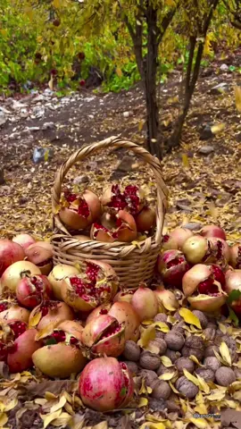 پایزی هەورامان🍂✨🍁#xurmal #fypシ゚ #foryoupage #halabja #سلێمانی_هەولێر_کەرکوک_دهۆک 