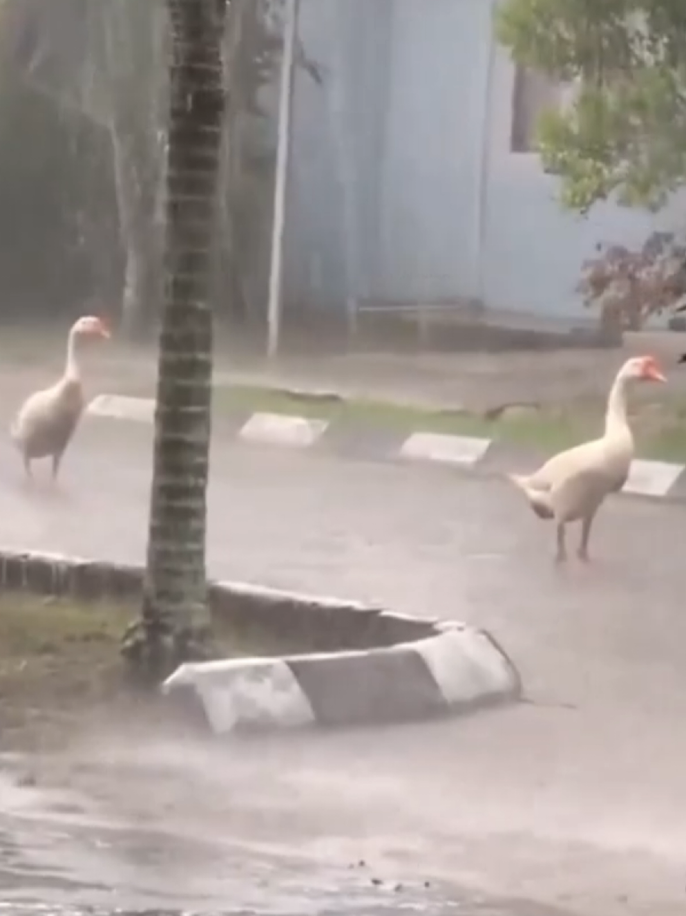 CUKUP ADINDA CUKUP 😭 #dubbing #dubbinglucu #demikanimal #kucing #videoviral @Demik Animal Official 