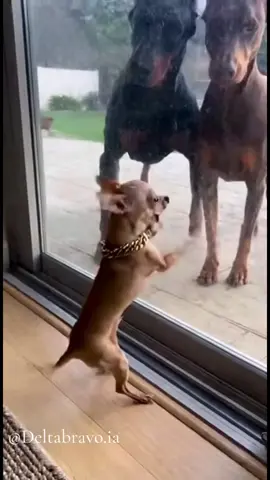 #fyp #viral #cute #funny #puppy 