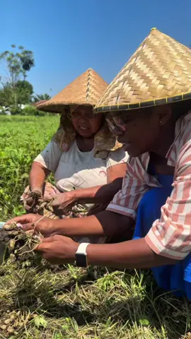 A day at the peanut plantation.❤️