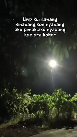 Ra Kober pokok e #bahagia #fyp #capcut 