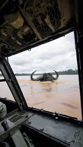 🚨 A MASSIVE BULL is Rampaging Through the Amazon River?! Military Can’t Believe This! 🐂🌊 Watch till the end — you won’t believe what happens when the helicopters close in. 👉 Drop your theory in the comments! 👉 Follow for more insane real-life mysteries. #️⃣ Hashtags: #AmazonBull #RiverMonster #MilitaryFootage #AmazonMystery      
