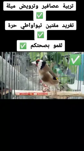 #ميلة_الزينة_حنا_فيگ_تربينا😘😘 #المقنين_زين🌷🎀😂 #دعم #مشاهدات100k🔥 #صناعة_محتوى  تغريد الحسون ✅