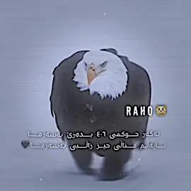 #هەولێری_نوێ #ئیدیتۆر_مەبە #تەلخ_مەبە_گەواد #actividadparanormal #fyppppppppppppppppppppppp 