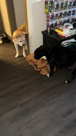 #dogsoftiktok #funny #doglover #fypシ #doglife 