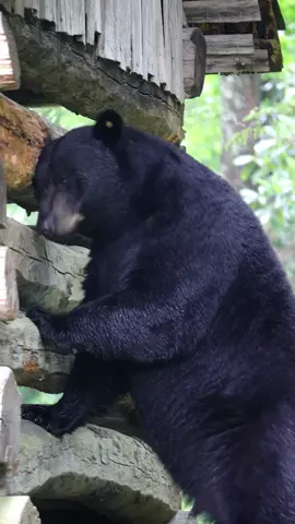 Ahhhh, that's the spot!! A big male Black Bear was having his way with some historic structures at Cades Cove. It was June and this guy was rubbing, chewing and pawing making sure he scent marked as much as he could. June, GSMNP. Tennessee #bear #bears #wildlife #nature #animals #nationalparks