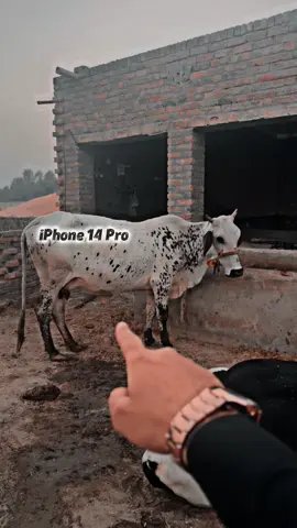 Ak din ya sbb bach kr iPhone shop open krni ha #creatorsearchinsights 