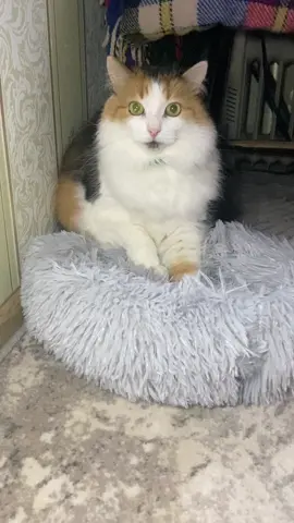 #кітукраїнець #💙💛 #рекомендації #рек #ukraine🇺🇦 