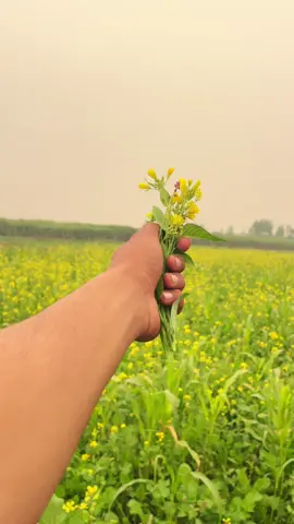 پھول تقسیم کرنے والوں کے ہاتھوں میں بس خوشبو رہ ہی جاتی ہے 👀🖤🥀@احمد 🌸 