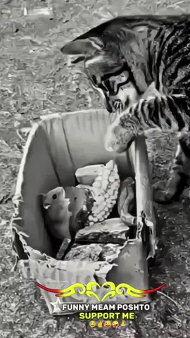 YO CHANCE RAKA 😂😜 CAT VS MOUSE WAIT FOR END 🔚 TIKTOK PROMOTE MY THIS VIDEO FOR 10M VIEWS 🙏😖#FUNNYVIDEO #meme #POSHTOVIDEO #FORYOU #10millionviews 