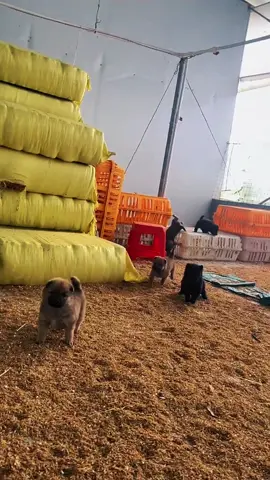 Từ hôm nay chỗ này là sân chơi cho mấy đứa nhé.#foryou #thucung #xuhuong #cuncondangyeu #meme 