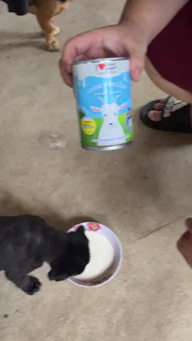 #นมแพะสําหรับสัตว์เลี้ยง #นมแพะไอเลิฟสมาร์ทฮาร์ท 