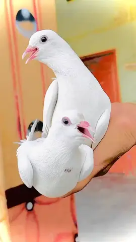 sajawal Ali kabootar baaz shock check Karen 👿👿🕊️