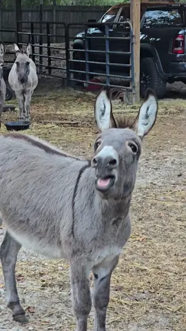 good morning 😂 #donkey #donkeysoftiktok #brayingdonkey #donkeybraying #donkeylove 