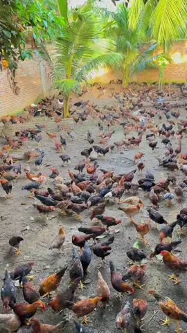 tidak ada yg instan untuk menuju suatu kesuksesan. 🐔