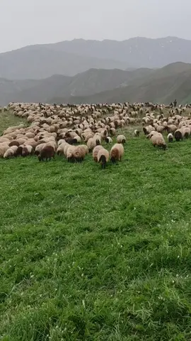 #eşfettiktok #keşfetteyizzzzz 