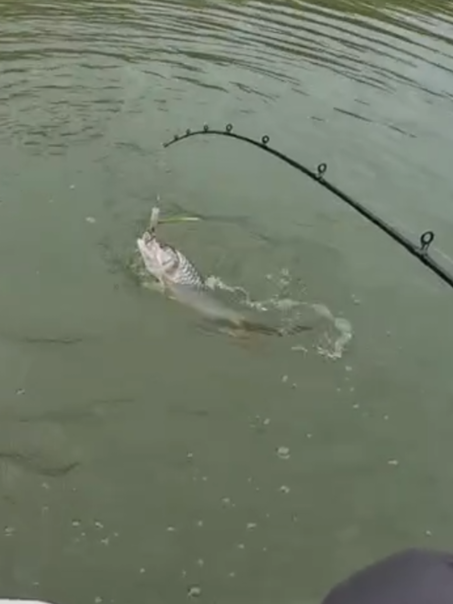 ตลาดยังไม่วาย..มีตัวมารับแขกเรื่อยๆ #ตกปลากระสูบ #JYLureLover #ฅนรักษ์ตกปลาเมืองพิไชย #PhichaiAnglerFishingTourThailand 