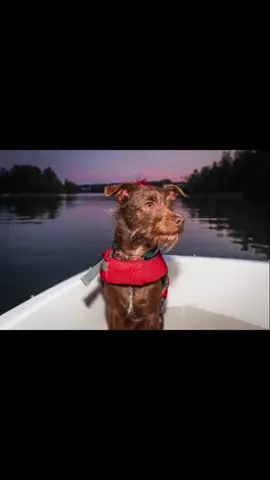 Sailing into the weekend like… #thelittlemermaid #littlemermaid #talkingdog #boatdog