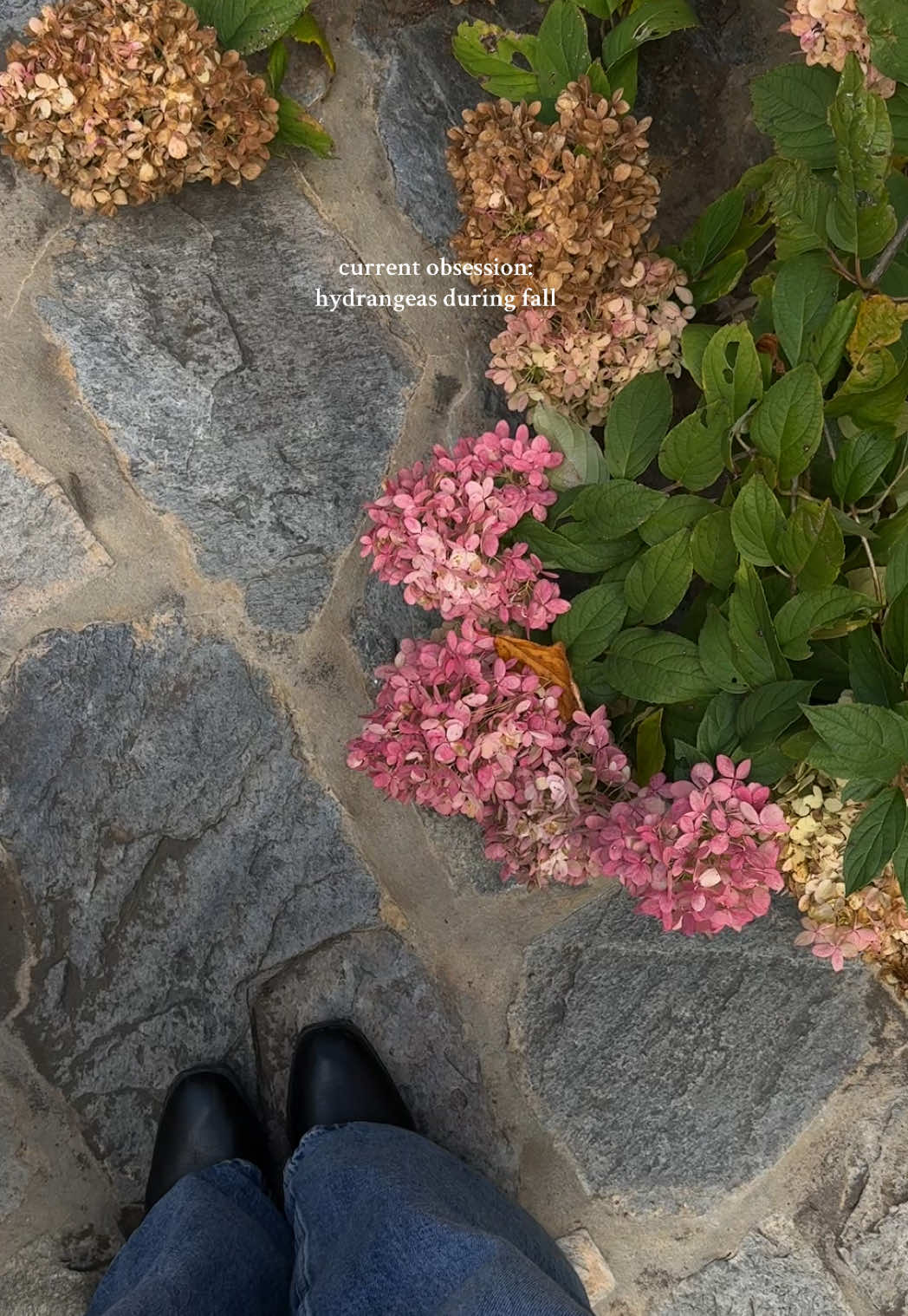 always staring at the hydrangeas #fall #virginiawinery #hydrangeas 