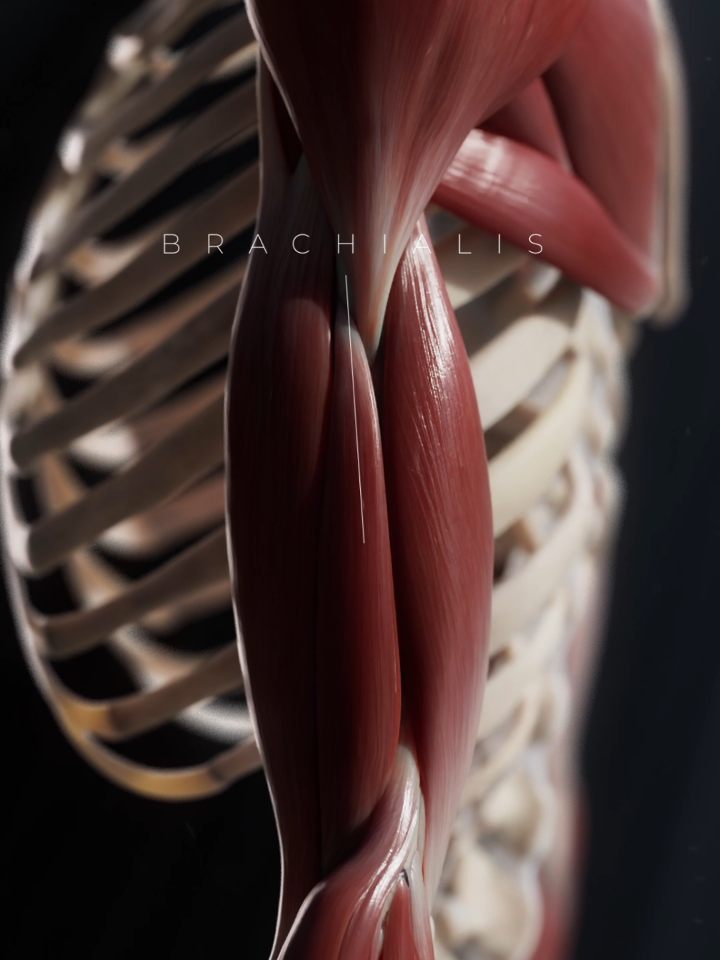 Every flexion... every extension... it’s never just one muscle at work. 💪 Some of the major players include the biceps brachii, brachialis, and triceps brachii. They work together to control the elbow’s full range of motion 🩻 . Can you name another flexor of the elbow joint? Leave it in the comments! #anatomy #3danatomy #medicaleducation