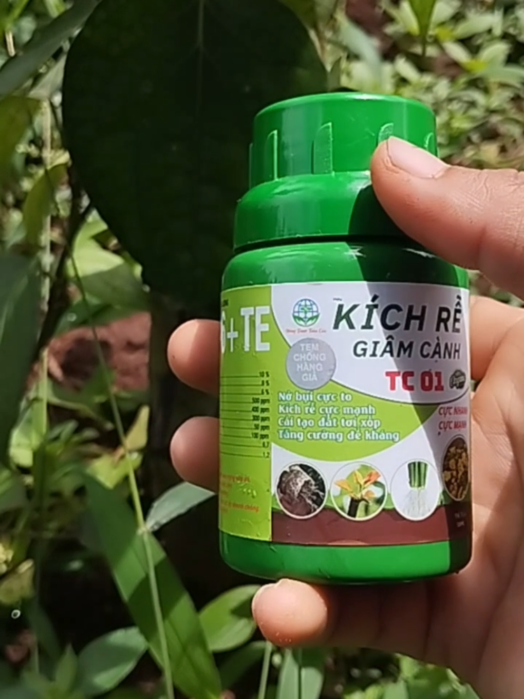 Dùng tưới hay là phun qua lá đều được hết nha. mình dùng rồi đấy #kichre #chamsoccaphe #kichrecaphe #kichrecaytrong #kichrecaycanh 