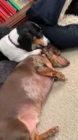 Are all dachshunds obsessed with grooming one another? It never stops in our house. #dogsoftiktok #dachshund #dogmom #dogtok #wienerdog 
