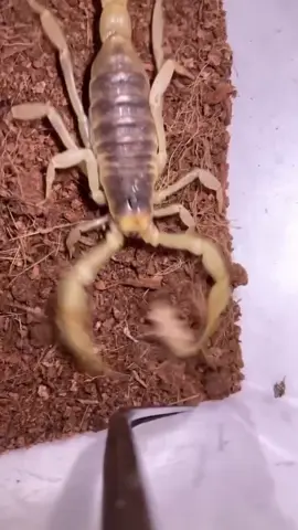 #scorpion #insects #animals #mustwatch #viral 