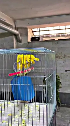 Original Gibosso  #pusatkenariyorkshiresalatiga #kenarigacor #kenarimaniaindonesia #kenarimania #kenariyorkshire 